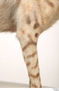 Striped Hyena Hyaena hyaena leg 0005.jpg